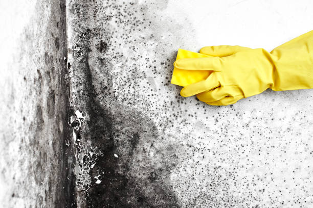 Best Bathroom Mold Remediation in Mion, AR