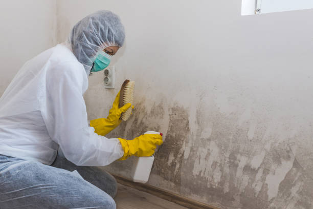 Best White Mold Remediation in Mion, AR