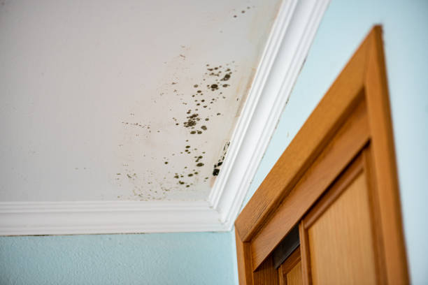 Best Preventive Mold Services in Mion, AR