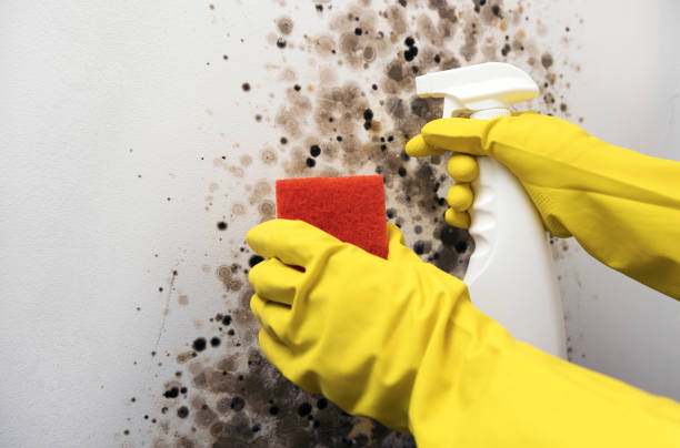 Professional Mold Remediation in Marion, AR