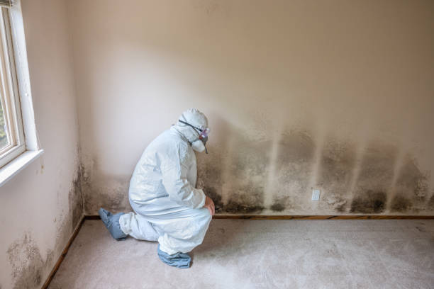 Best Commercial Mold Remediation in Mion, AR