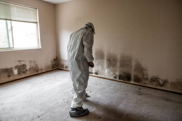 Best Attic Mold Remediation in Mion, AR